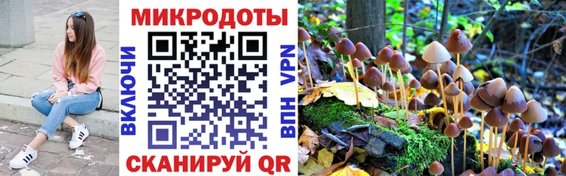 Псилоцибиновые грибы Psilocybe Серафимович